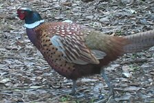 pheasant 5.jpg